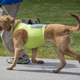Image for article titled The Coming Age Of Cyborg Animals